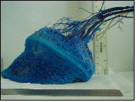 Resin cast of the blood vessels of a horses hoof